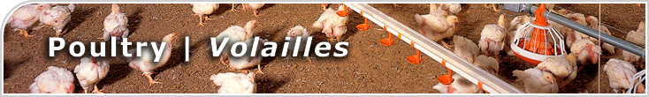 Gallinero Congelado
